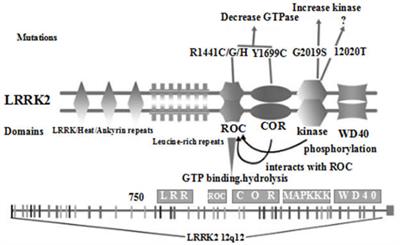 G2019S Variation in LRRK2: An Ideal Model for the Study of Parkinson’s Disease?